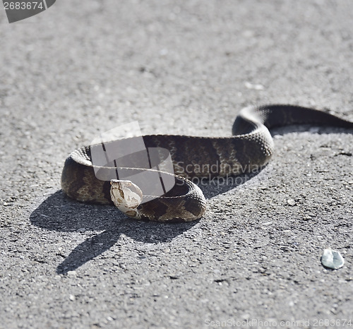 Image of Florida Water Snake