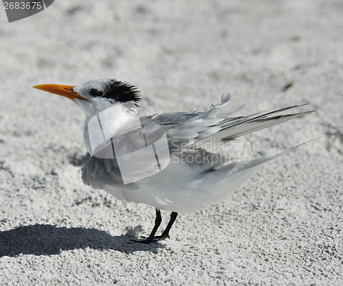 Image of Elegant Tern Seabird