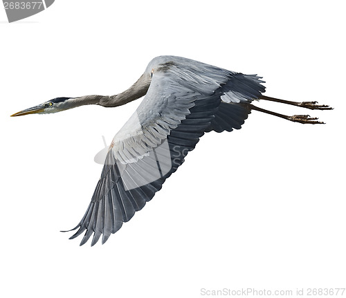 Image of Great Blue Heron