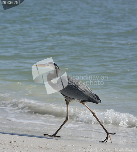 Image of Great Blue Heron