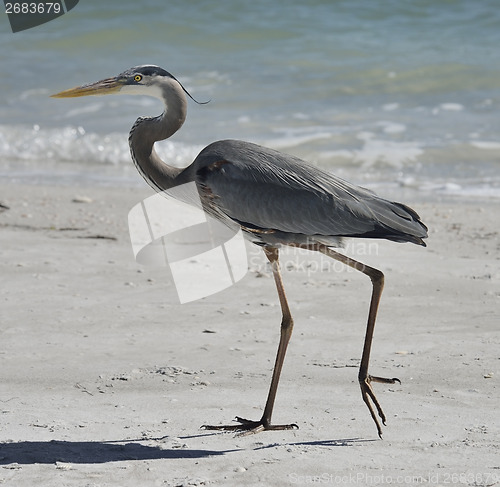 Image of Great Blue Heron