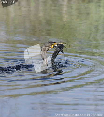 Image of Double-crested Cormorant (Phalacrocorax carbo)