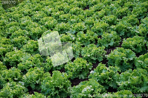 Image of plantation of lettuces