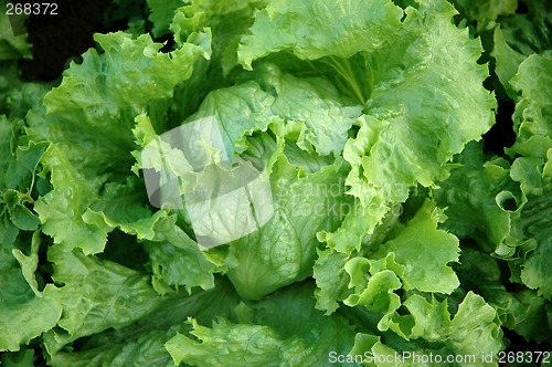 Image of fresh lettuce