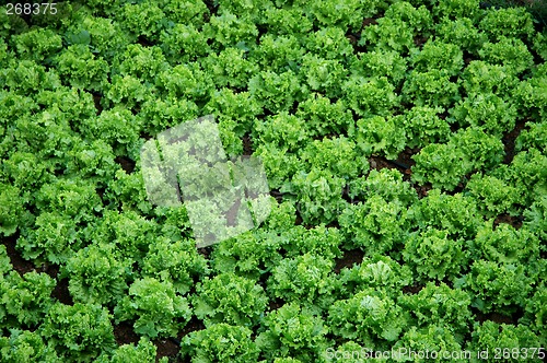 Image of detail of a plantation of lettuces