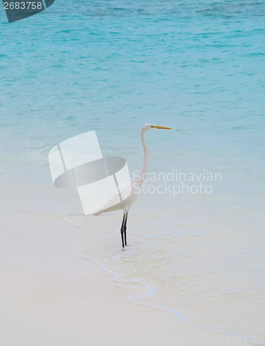 Image of White Egret on a tropical beach