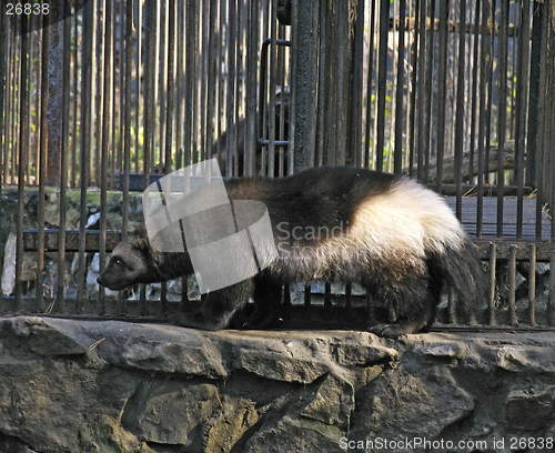 Image of Glutton