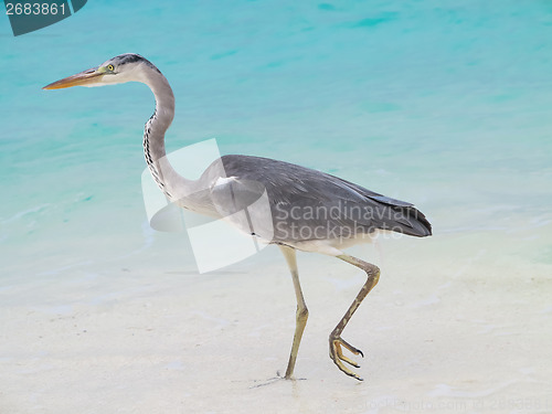 Image of Sea heron on the beach