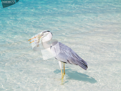 Image of Bird holding fish in sea