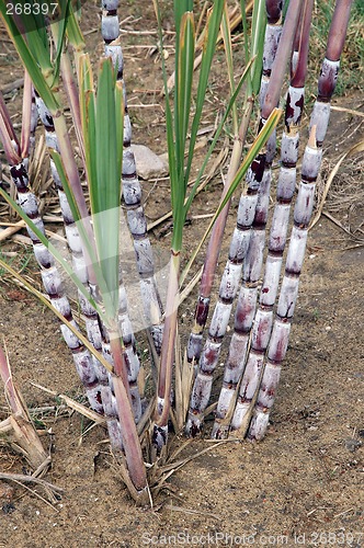 Image of sugar cane