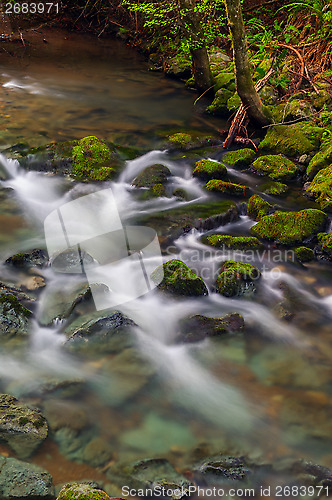 Image of Muir Woods