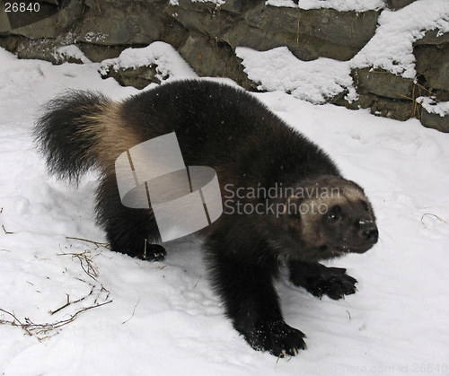 Image of Glutton on the snow