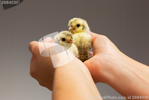 Image of Chick on hand
