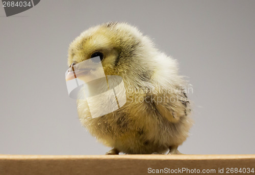 Image of Chick on box