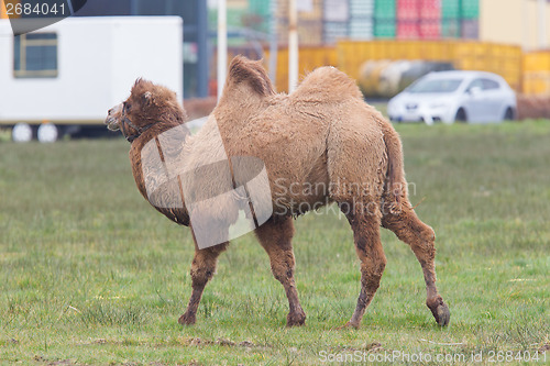 Image of Two-humped camel