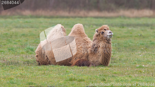 Image of Two-humped camel