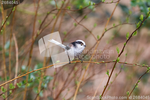 Image of Long tailed tit (Aegithalos caudatus)