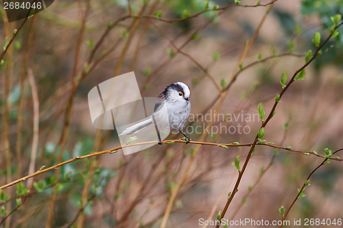 Image of Long tailed tit (Aegithalos caudatus)