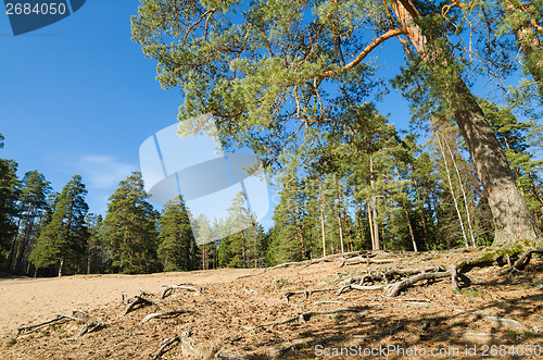 Image of Spring landscape in a Baltic wood