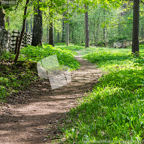 Image of Footpath in a summer park