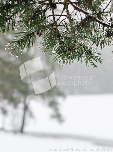 Image of Branch of a pine with drops of water. Winter snow day