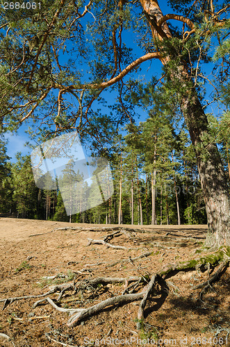 Image of Spring landscape in a Baltic wood