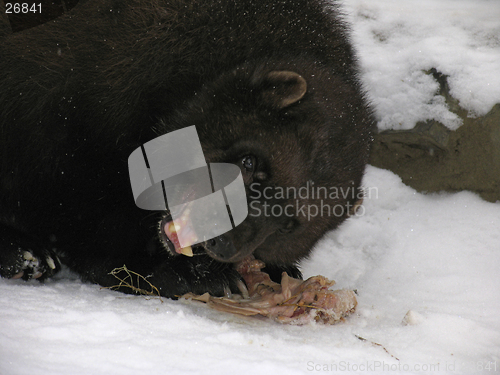 Image of Glutton at dinner