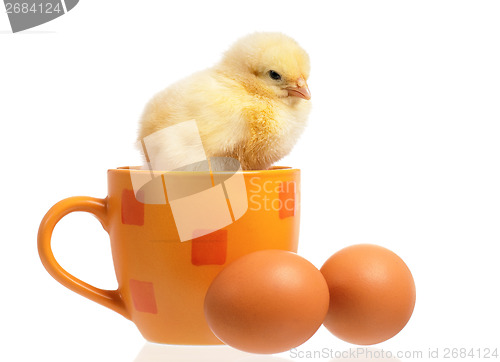 Image of Chicken on cup