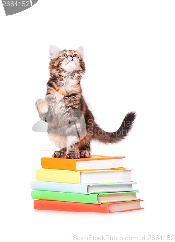 Image of Kitten with books