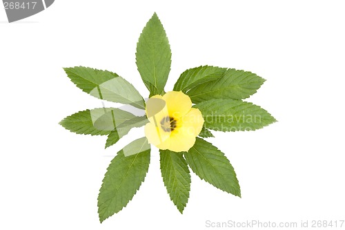 Image of Yellow flower with leaves

