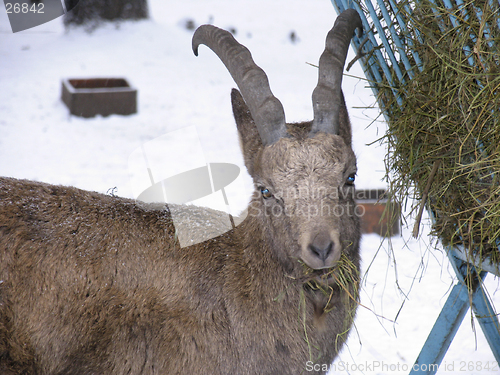 Image of Goat