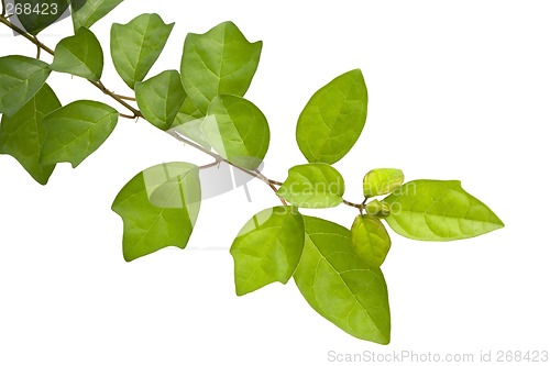 Image of Green leaves

