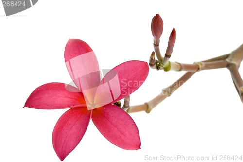 Image of Red Frangipani flower

