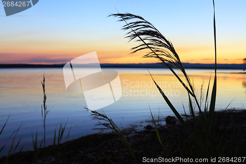 Image of Reeds at sundown