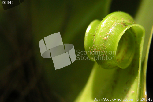 Image of young fern leaf