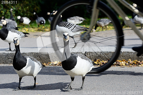 Image of geese in the park before bikeway cyclist