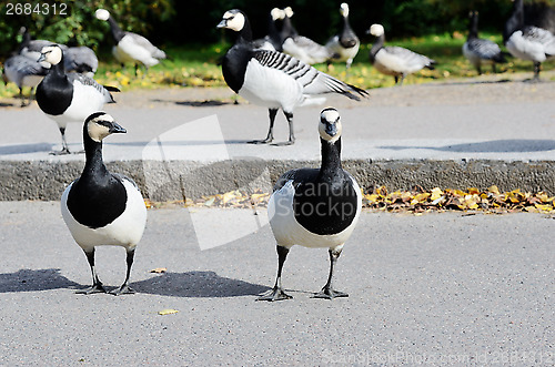 Image of canadian geese in crossing the road