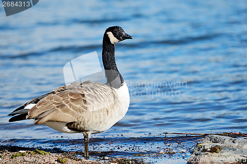 Image of goose on Gulf coast of the Baltic Sea