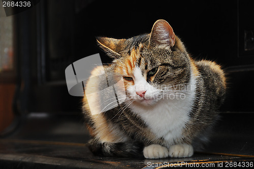 Image of tricolor cat lies on the piano