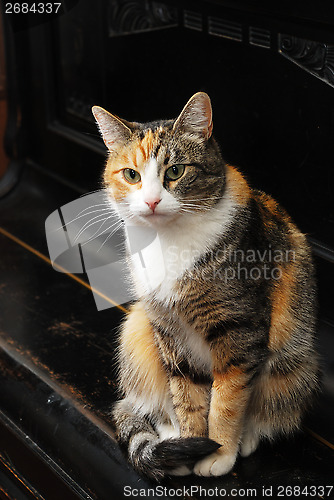 Image of tricolor cat sits on the piano