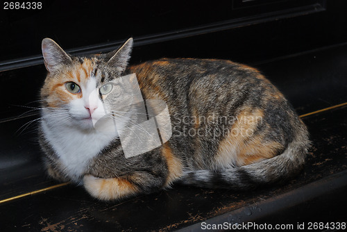 Image of tricolor cat lies on the piano