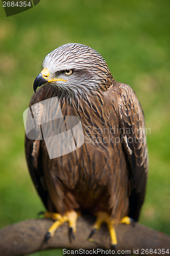 Image of Hawk sitting on a stump. 