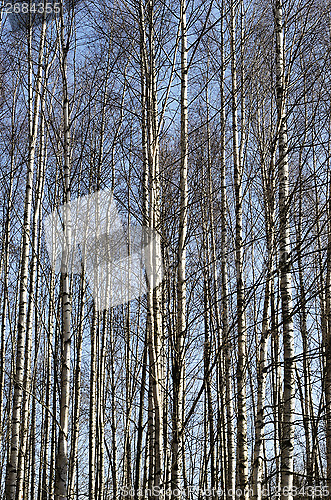 Image of trunks of birch trees in spring grove