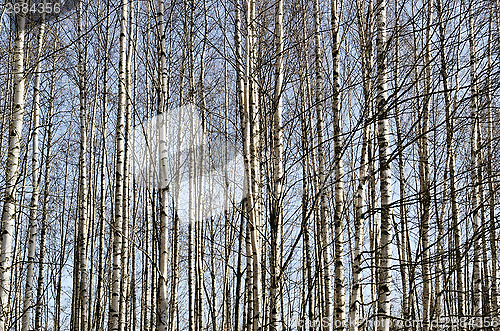 Image of trunks of birch trees in spring forest