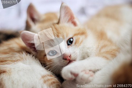 Image of sweet kitty look at camera