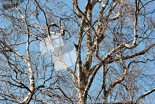 Image of trunks of birch trees in spring forest