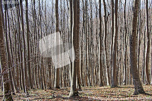 Image of Beech forest 