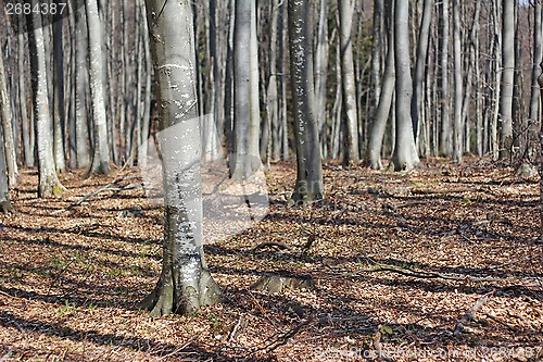 Image of Beech woods