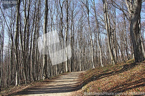 Image of Trail in the woods