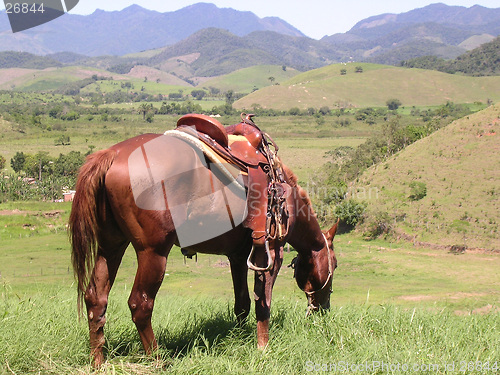 Image of Horse in the fields